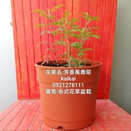 芳香萬壽菊.台南.香草植物