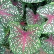 🔥Caladium Plant - Bunga Keladi Hiasan -Red Star🔥