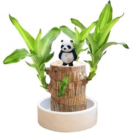Brazilian Wood Plant Set, Brazilian Lucky Wood Plant with Panda Statue, Brazilian Wood Hydroponic Pl