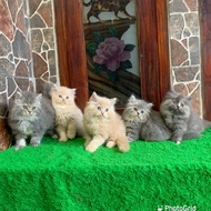 Terbaru Anak Kucing Kucing Persia Jantan Super Longhair Harga Special