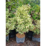 Eugenia variegated big pot best outdoor, live and rooted plant Super stablish 3ft