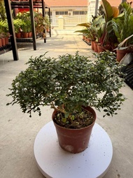 Dwarf Murraya (Murraya Paniculata) Bonsai Plant with Pot