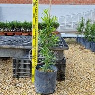 TKL - Outdoor Live Plant Podocarpus/Little Red Riding Hood Feng Shui Plant 小红帽罗汉松/海岛/兰屿罗汉松/雀舌罗汉松
