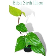 Bibit Tanaman Sirih Hijau Bibit Tanaman Herbal Herbals Sirih Hijau tanaman herbal sirih hijau pohon