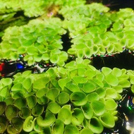 Salvinia Cucullata (Floating Plant) /pokok kiambang tumbuhan air/ Aquarium water plant)