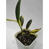 Scindapsus Coriaceus VARIEGATED #70919 ✓