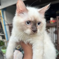 kucing himalaya