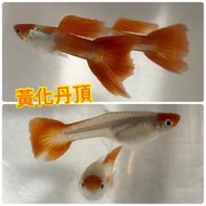 【嘉嘉寵物】💯純係 🐟黃化丹頂 孔雀魚🐠🐡🐟 對魚 仔魚（觀賞魚蝦  （飼料餌料）