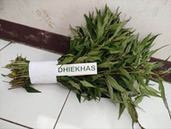 Daun kesum segar 500 gram | daun laksa leaf fresh organik