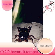 Super fighting necklace cricket fighting cricket/ pilihan ganggong cricket/ mountain cricket/ rice f