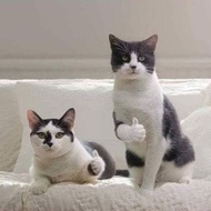 Vco Cat, Cat Supplement