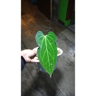 TERLARIS- tanaman hias anthurium black mamba / green mamba