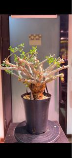 奧曼當巴沒藥橄欖 Commiphora omundomba 橄欖科 沒藥屬