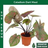 Caladium Dart Maul Keladi Darth Maul Keladi Hibrid Keladi Kahwin Pokok Hidup Hiasan 彩叶芋 SHS Kebun