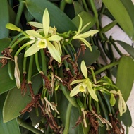 Keratan Pokok Vanilla Fresh / Vanilla Orchid Cutting / Pokok Hidup / Live Vanilla Plant