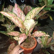 Aglaonema Ruby Kirana