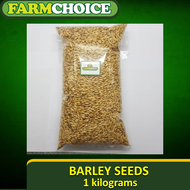 BARLEY Seeds (1Kg) for Microgreens and Sprouts