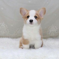 Corgi Puppy Baka Campuran Rambut Pendek Comel Murah Keluarga Anjing Haiwan Peliharaan Super Comel Hi