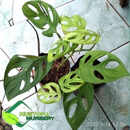 Bibit Tanaman Hias Monstera Obliqua/Janda Bolong - Monstera Obliqua