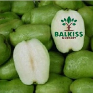 Anak Pokok Jambu Batu Seedless Buah Panjang / Jambu Batu Tiada Biji / Pokok Jambu Batu Seedless / Ja