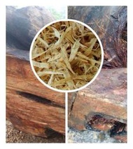 【油香世家】黃檜精油 超強檸檬味 台灣檜木 山材 檜木精油 紅檜 扁柏 牛樟 肖楠