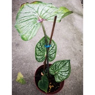 CALADIUM THAI HYBRID LIVE PLANT READY STOCK