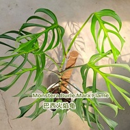 TKL - Monstera Burle Marx Flame Rare Plant Flame Monstera 巴西火焰龟