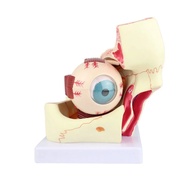 Eye Model Anatomical Eye Model Eyeball And Eyelid Model Removable Eye And Optic Nerve For Eye Specia