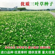 現貨  特價 小欣種業白三葉草種子紅花三葉草種籽四季草種子綠化三葉草籽耐寒耐旱