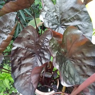 Colocasia Black Magic / coral / ripple / marble / lemon lime gecko