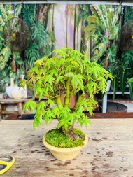 山紅楓 日本盆景 楓樹