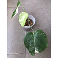 Monstera Albo Japan 🇯🇵 (exact plant for sale)