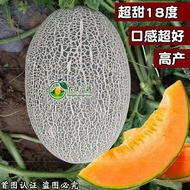 Cantaloupe Seeds Daquan Cantaloupe Southern Four Seasons High-Produced Disease-Resistant Cantaloupe 