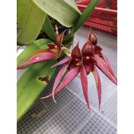 Orchid Bulbophyllum (fascinator x bicolor) x phalaenopsis