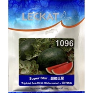 Benih Tembikai Merah Super Star 1096 Triploid Seedless Watermelon Leckat - ( 20g / 100g ) 👍 💯