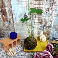 芊艸手作/ 多肉系列苔球 - 墨西哥鐵樹 (幸運樹)