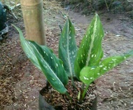 Tanaman Aglaonema Costatum | Pohon aglaonema costatum