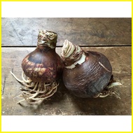 ∈ ♧ ◈ amaryllis plant bulb