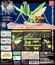 🈹 蝕本特價 🈹 Bandai いきもの大図鑑 かまきり01 原色日本昆蟲大圖鑑 Mantis 螳螂編 第一彈 全身27個關節可動 (全套5隻) 2020年 全新未開連埋蛋殼