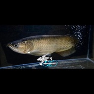 IKAN HIAS IKAN JARDINI ARWANA BATIK AROWANA IRIAN BIG SIZE SIZE BESAR SUMO