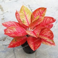 Aglaonema 'Pink Dud' Beautiful Mosaic Plants Perennial Evergreen Trees Flower Seeds Houseplant Home 