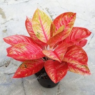 Aglaonema 'Pink Dud' Beautiful Mosaic Plants Perennial Evergreen Trees Flower Seeds Houseplant Home Garden Potted