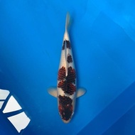 Ikan Koi Goromo Import Jumbo Nisai Farm Marujyu Tatanhaidar