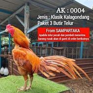 telur siap tetas fertil ayam bangkok ekor lidi gondang merah wangkas