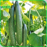 F1 hybrid Japanese Cucumber seeds are long, crunchy, sweet, grown and harvested all year round