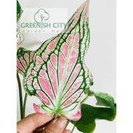  Caladium Stripes Rare Plant Pokok Caladium 彩叶芋