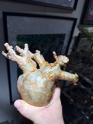 索馬里碎葉葡萄 新鮮到貨