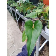 anthurium corong