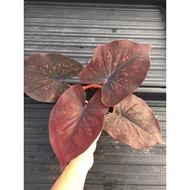 caladium_thai_hybrid