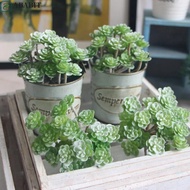 ABABIT Mini Artificial Cactus Plant, Realistic Plastic Artificial Succulent Plant, Simulation Cactus